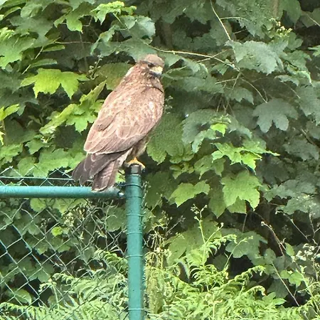 فيلة Hawks Black Forest Villa بادن بادن
